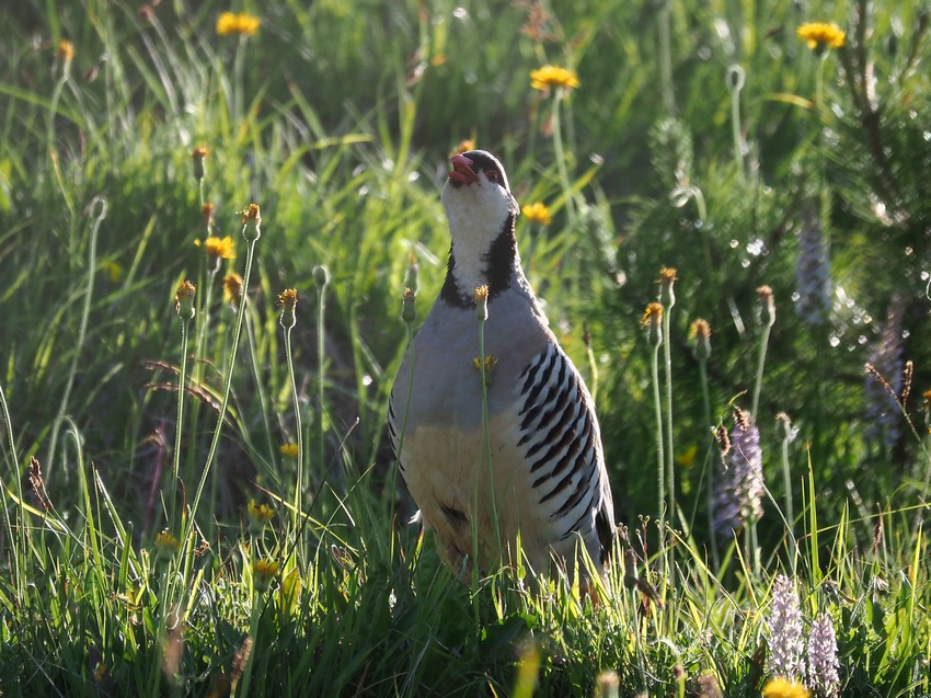 Coturnce (Alectoris graeca )